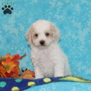 White Pine, Bich-Poo Puppy